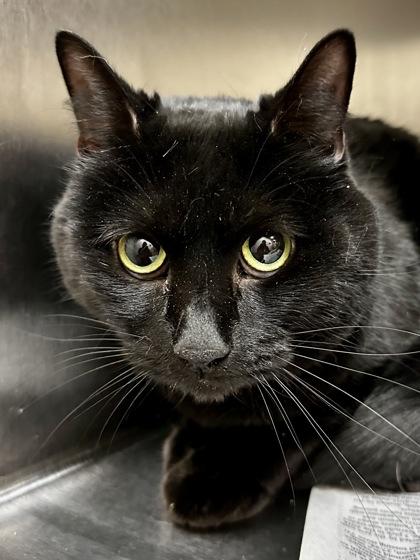 Layla, Adoptable, Adult Female Domestic Short Hair.