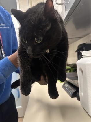 Enlarge Layla, a Adoptable mixed breed in Wichita, KS image 2/2