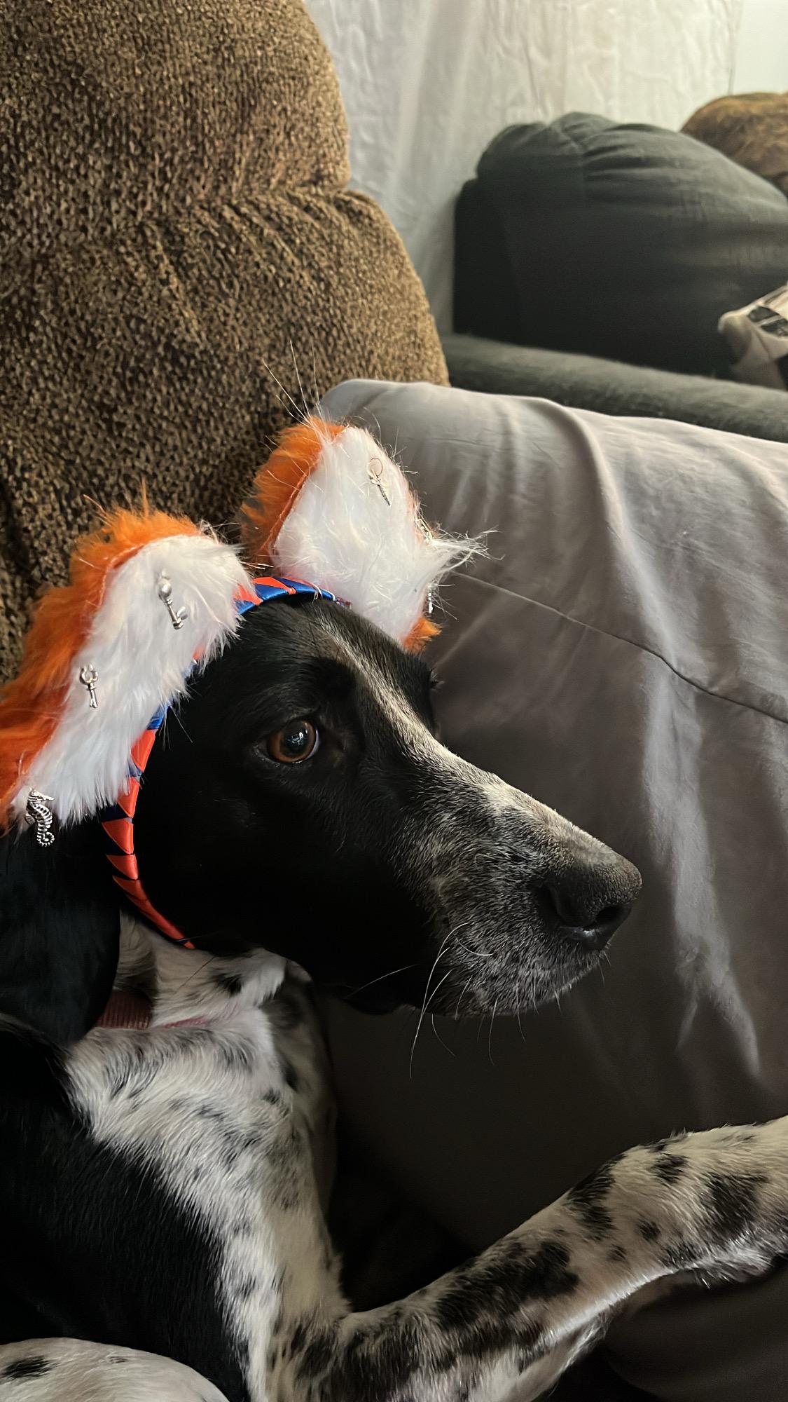 Riven, a ADOPTABLE Coonhound in Richmond, VA image 5/6
