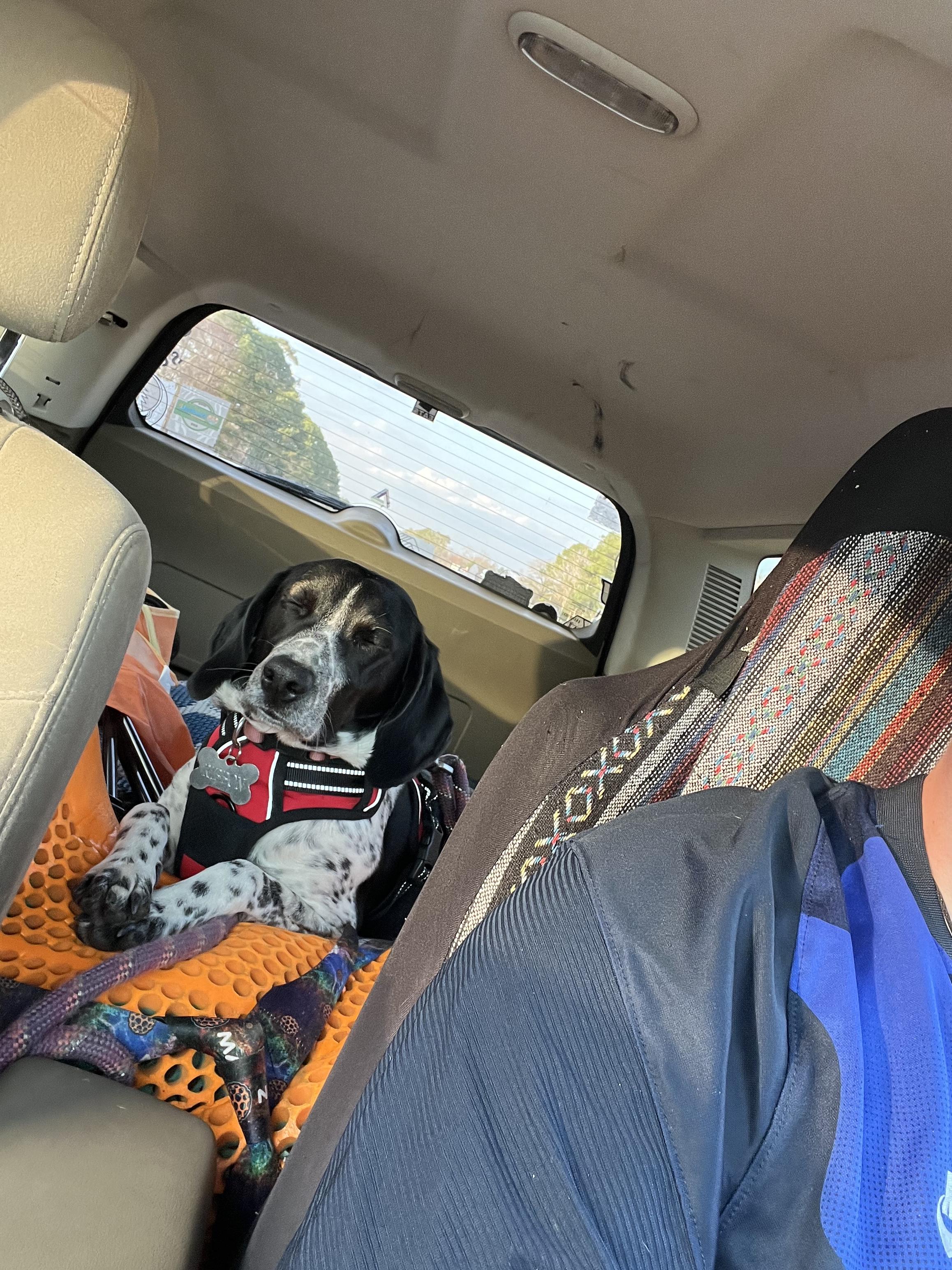 Riven, a ADOPTABLE Coonhound in Richmond, VA image 2/6