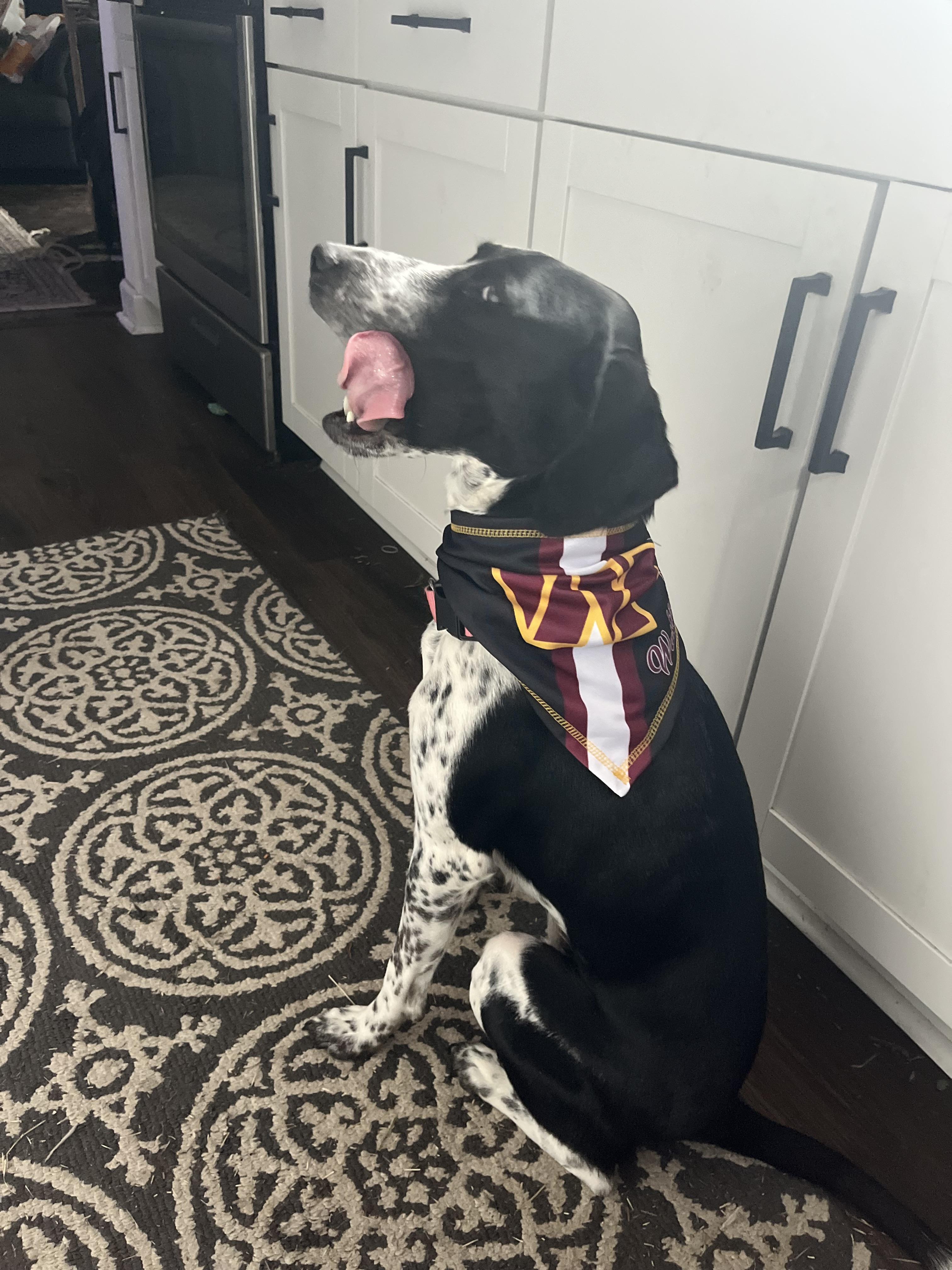 Riven, a ADOPTABLE Coonhound in Richmond, VA image 4/6