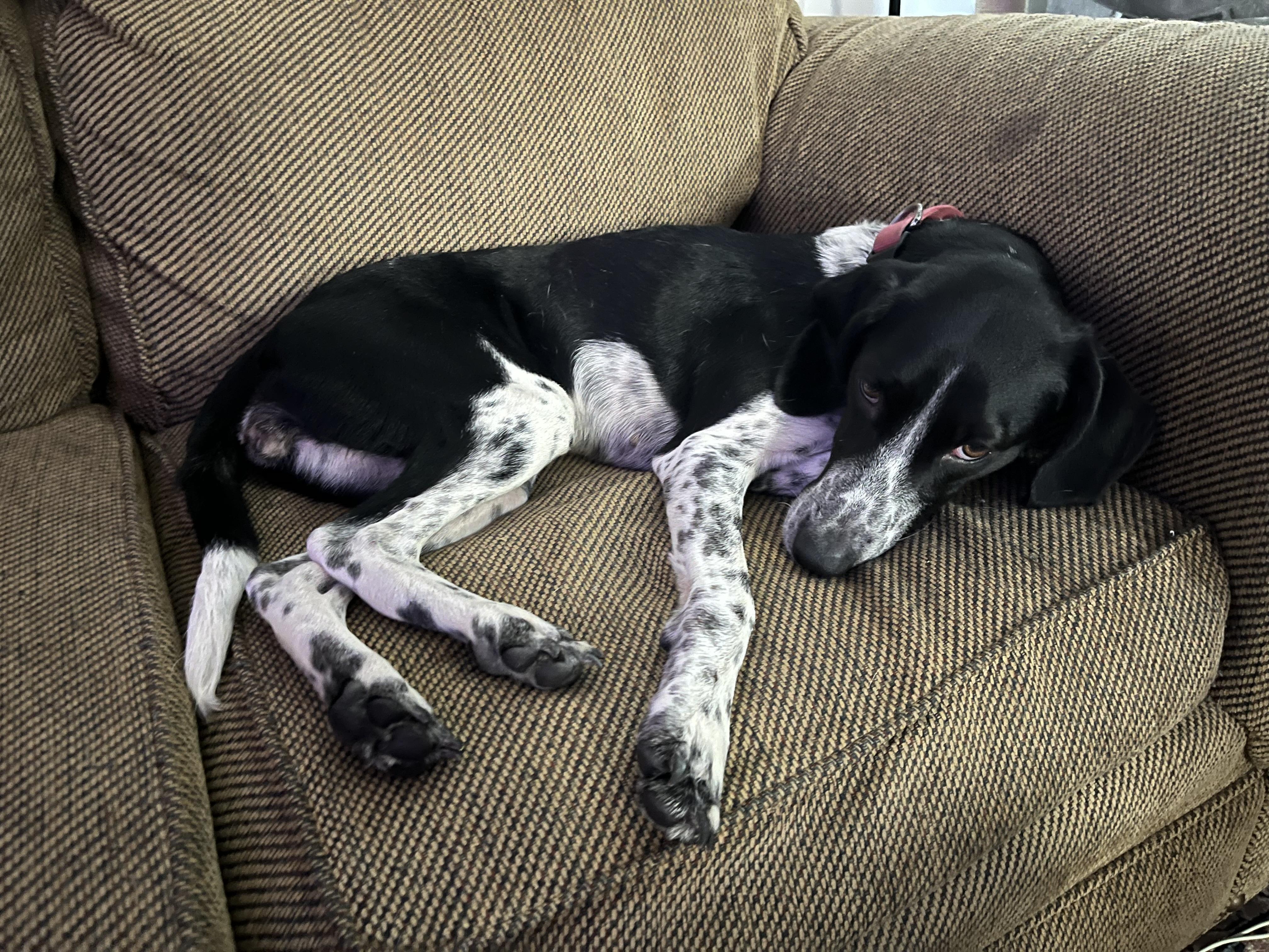 Riven, a ADOPTABLE Coonhound in Richmond, VA image 1/6