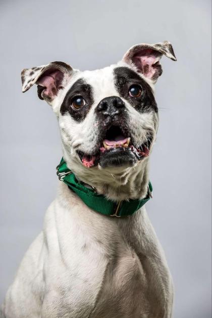 Enlarge Sheeba, a Adoptable mixed breed in Wantagh, NY image 1/2