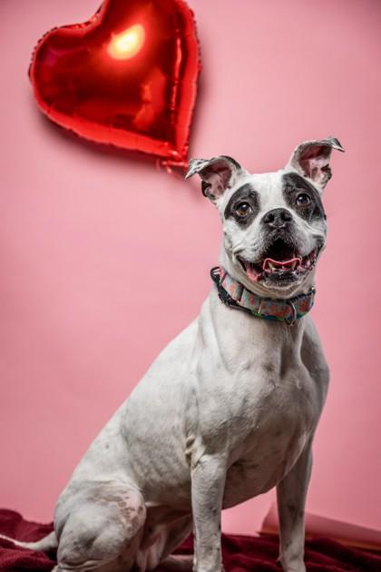 Enlarge Sheeba, a Adoptable mixed breed in Wantagh, NY image 2/3