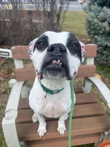 Enlarge Sheeba, a Adoptable mixed breed in Wantagh, NY image 2/2