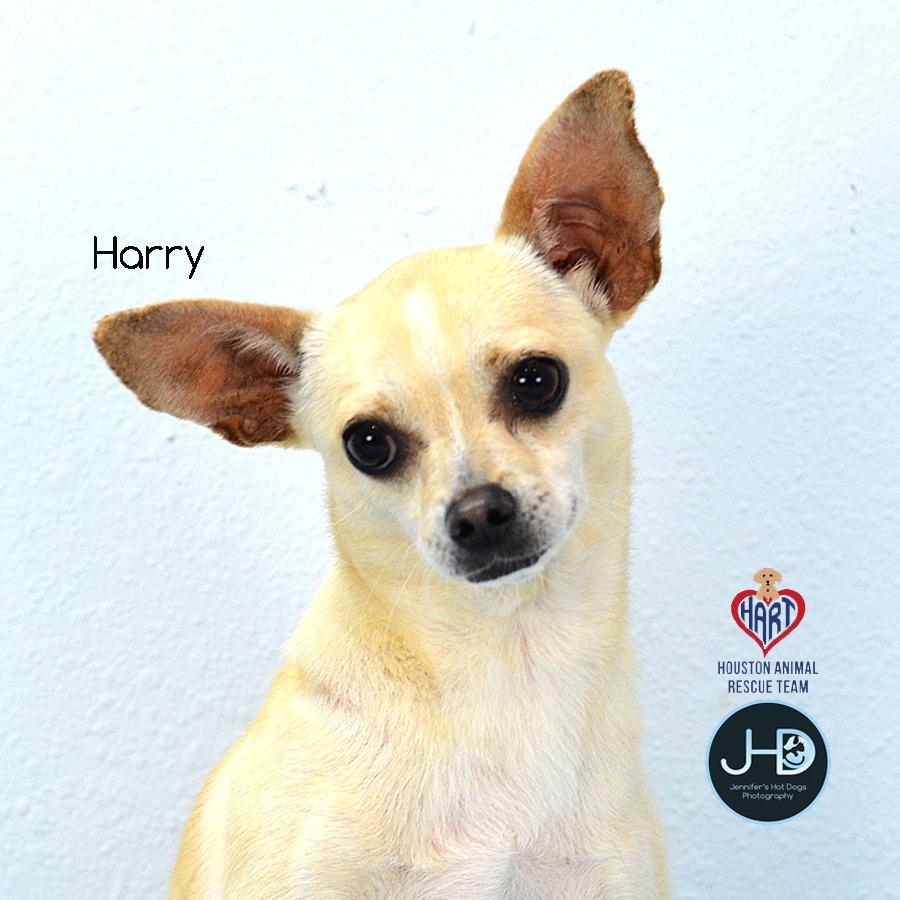 Harry, Adoptable, Young Male Chihuahua & Mixed Breed.