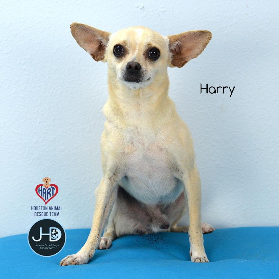 Enlarge Harry, a Adoptable mixed breed in Hockley, TX image 2/2