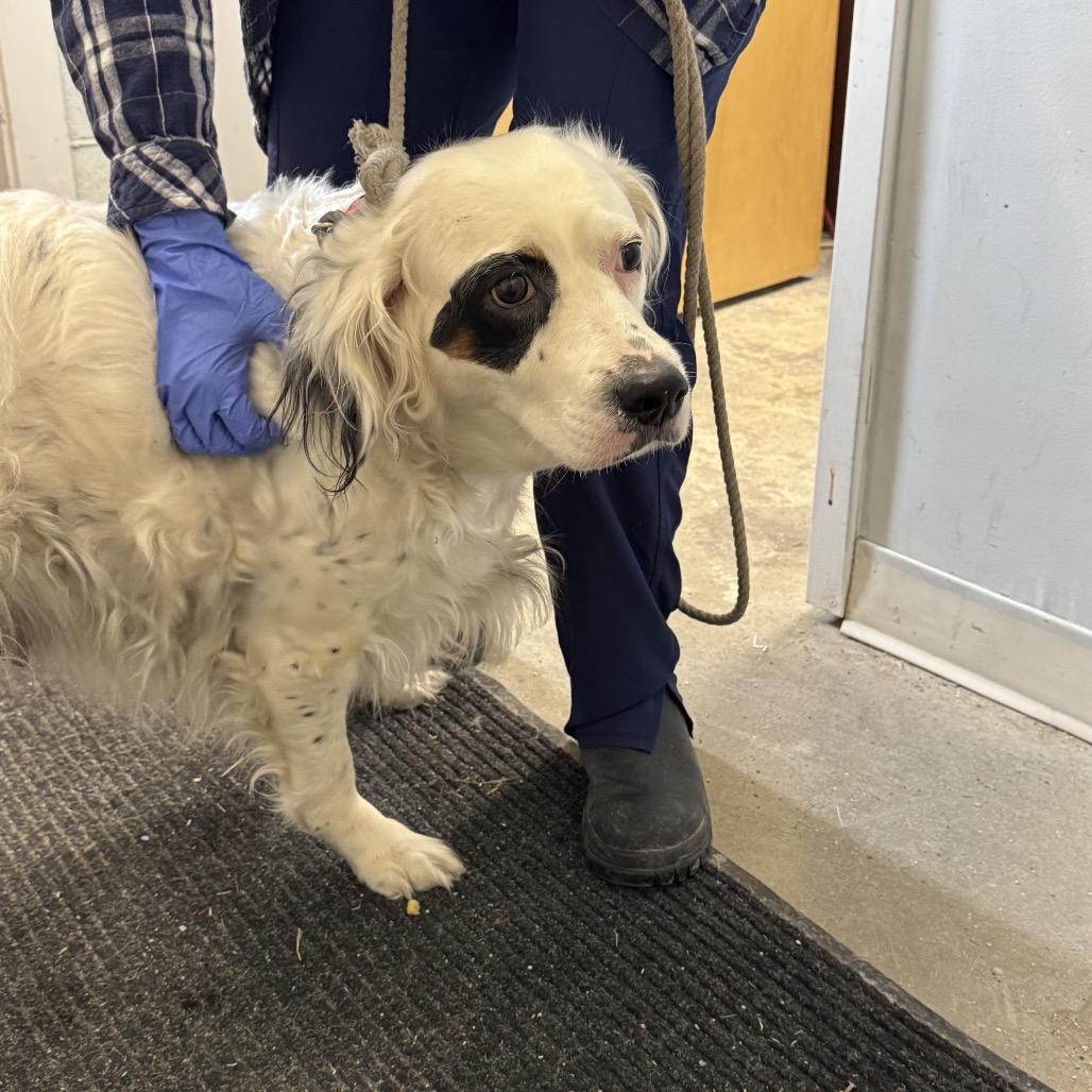 Pearl, Adoptable, Senior Female English Setter.