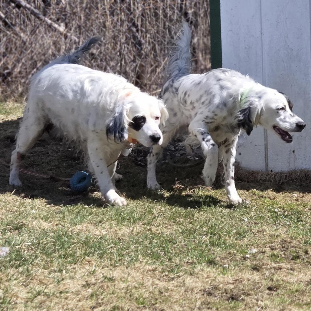 Enlarge Pearl, a Adoptable English Setter in Pittsford, VT image 2/4