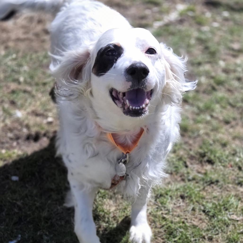 Enlarge Pearl, a Adoptable English Setter in Pittsford, VT image 3/4