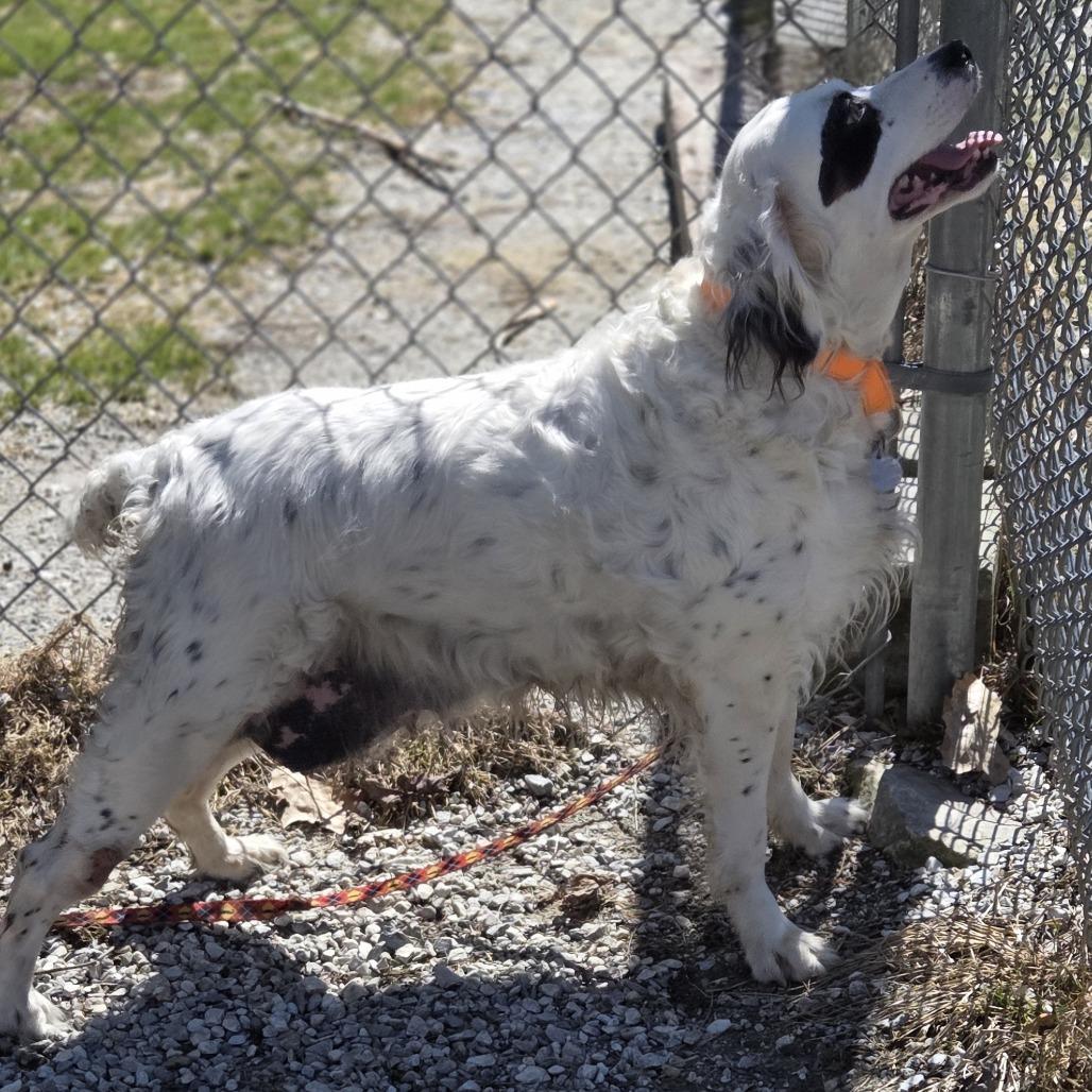 Enlarge Pearl, a Adoptable English Setter in Pittsford, VT image 4/4