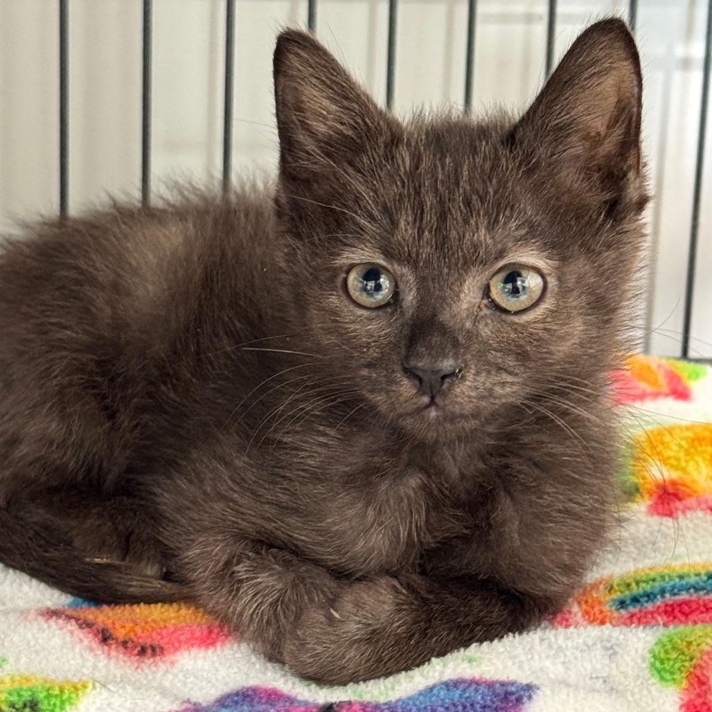 Sulu, Adoptable, Kitten Female Domestic Short Hair.
