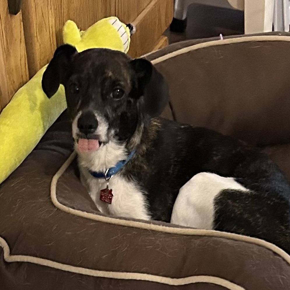 Buddy Boy, Adoptable, Young Male Rat Terrier.