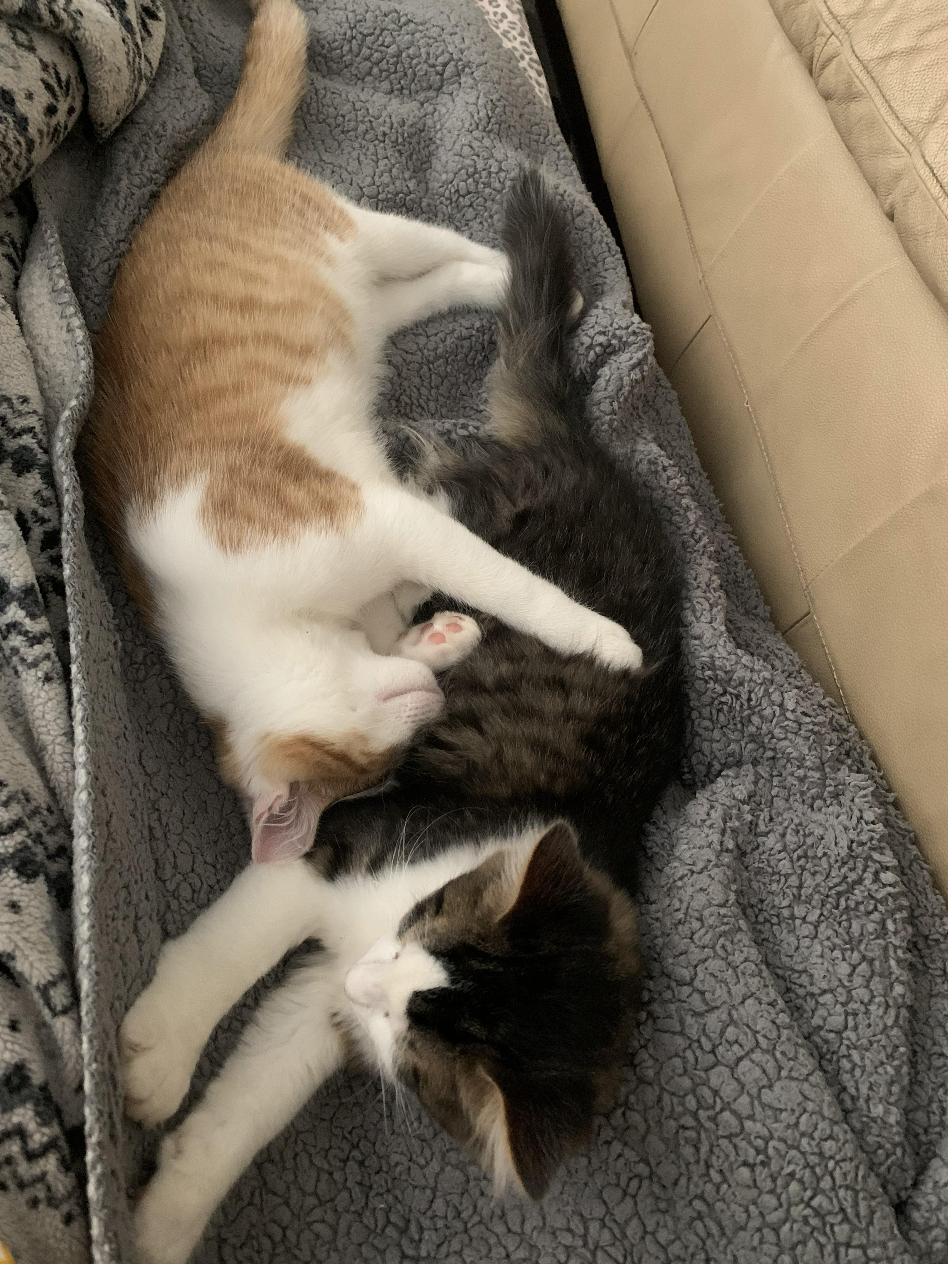 Enlarge Riley, a ADOPTABLE Domestic Short Hair in Mississauga, ON image 3/6