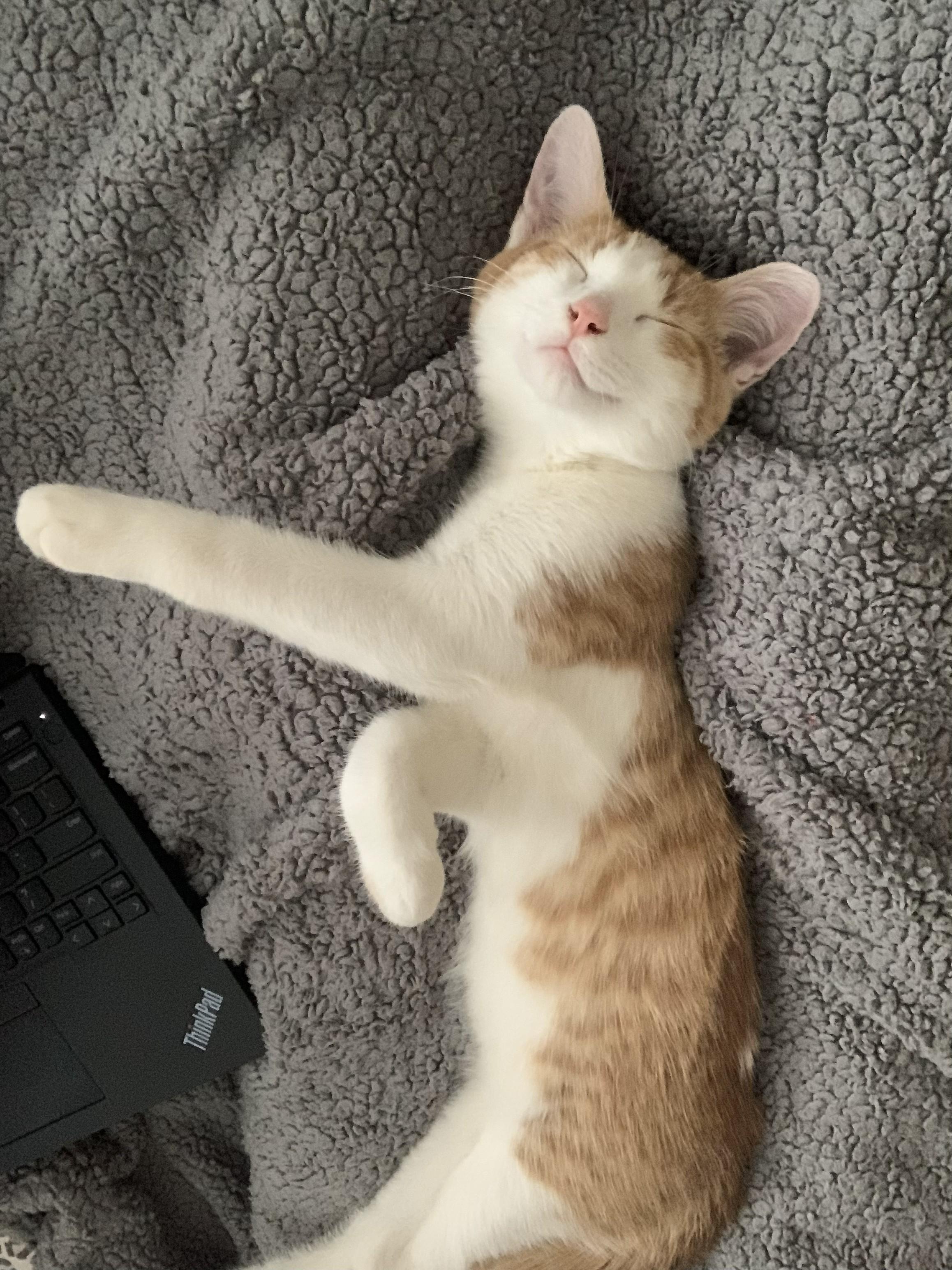 Riley, ADOPTABLE, Kitten Male Domestic Short Hair.