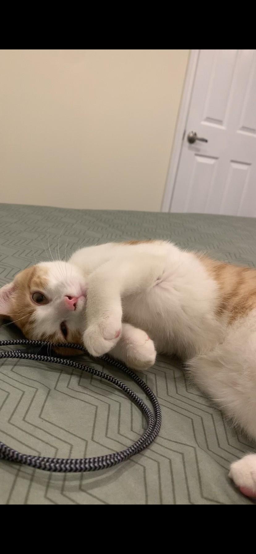 Enlarge Riley, a ADOPTABLE Domestic Short Hair in Mississauga, ON image 2/6