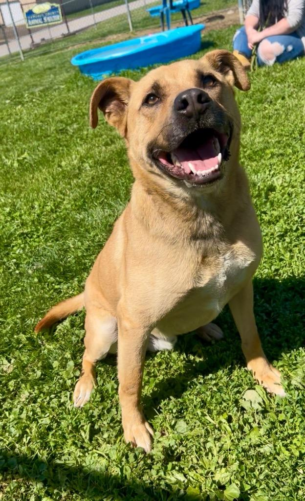 Bosco (Rosco), Adoptable, Adult Male German Shepherd Dog & Terrier.