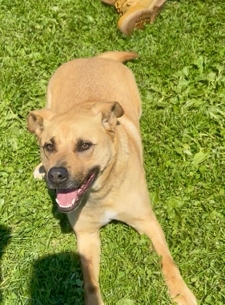 Enlarge Bosco (Rosco), a Adoptable mixed breed in New Manchester, WV image 2/6