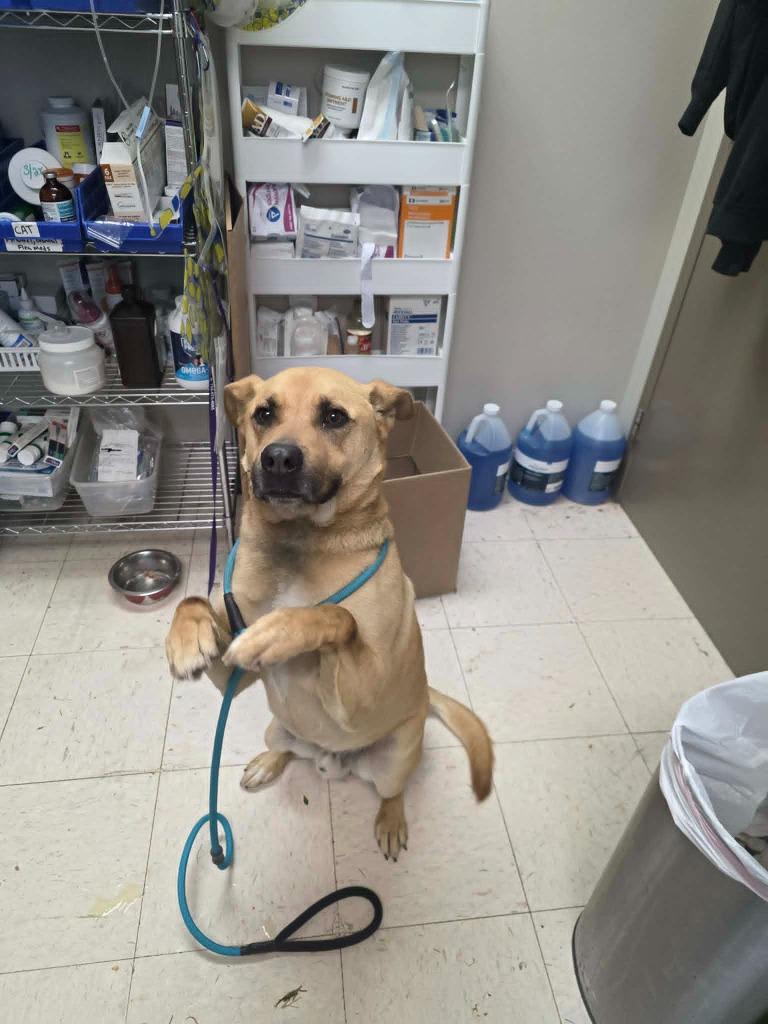 Enlarge Bosco (Rosco), a Adoptable mixed breed in New Manchester, WV image 3/6
