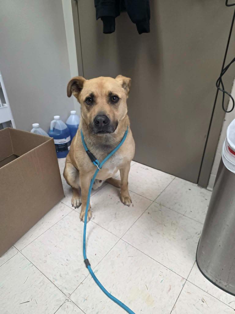 Enlarge Bosco (Rosco), a Adoptable mixed breed in New Manchester, WV image 4/6