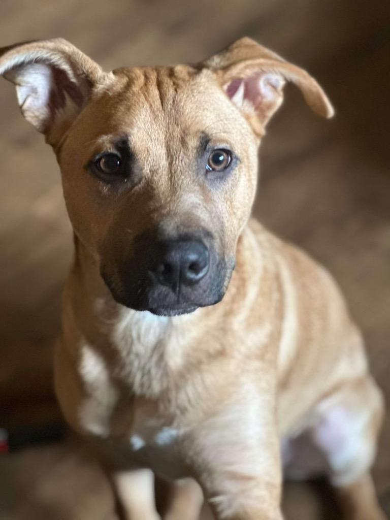 Enlarge Bosco (Rosco), a Adoptable mixed breed in New Manchester, WV image 5/6