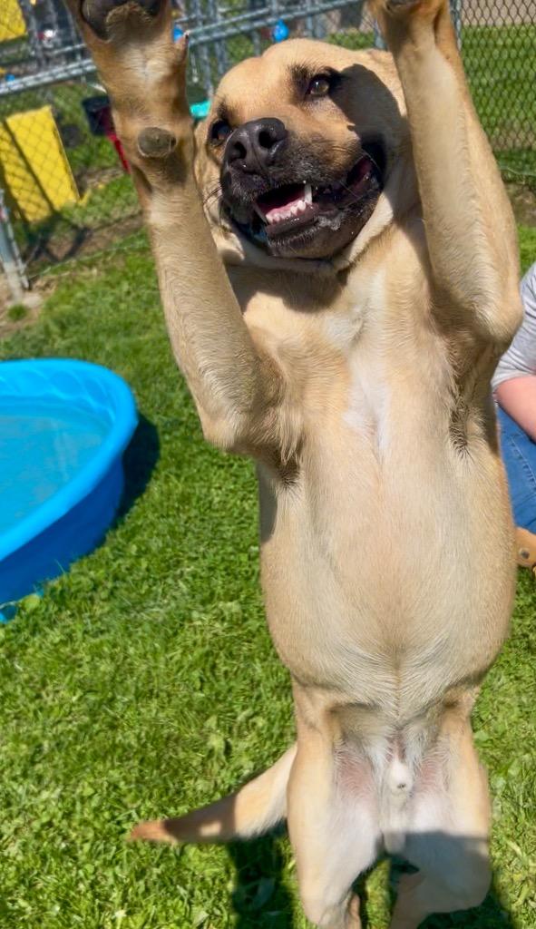 Enlarge Bosco (Rosco), a Adoptable mixed breed in New Manchester, WV image 6/6