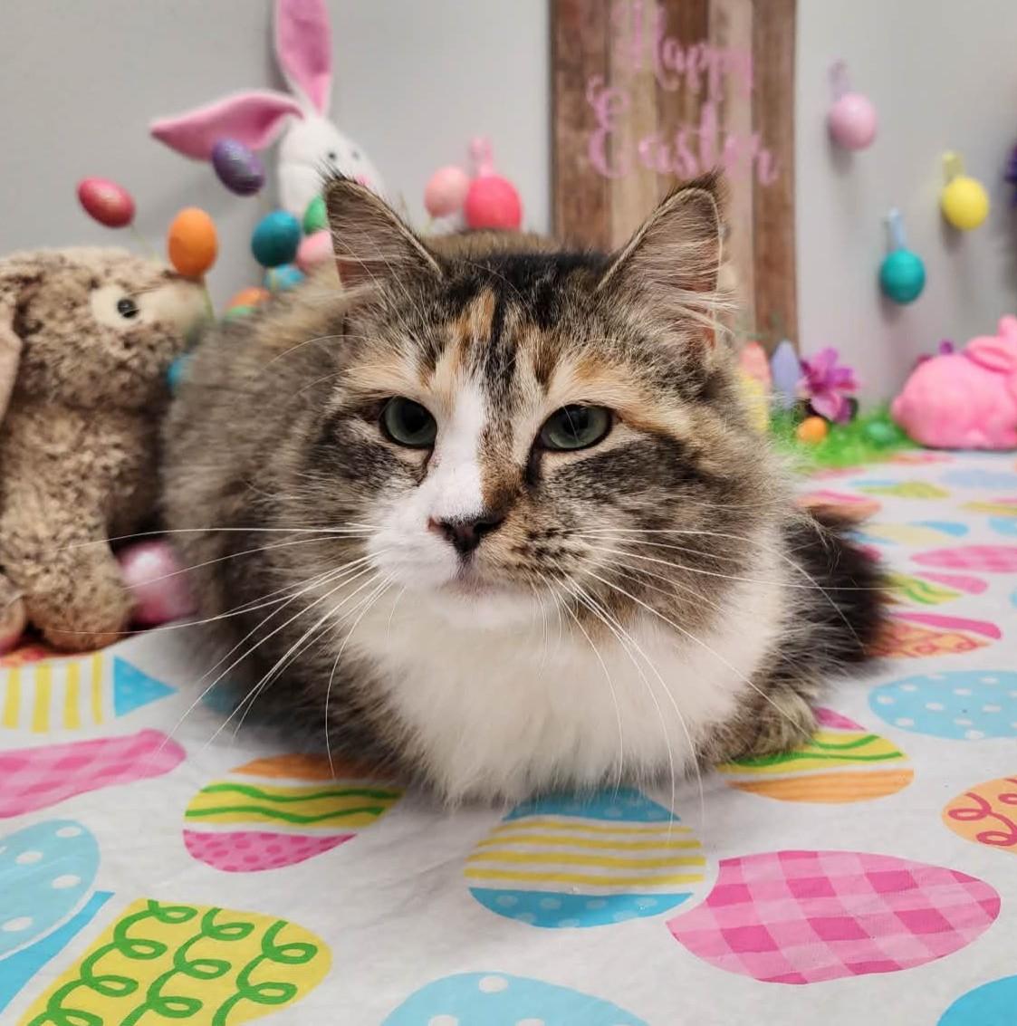 Enlarge Bee Bop, an adopted mixed breed in Wedowee, AL image 2/6