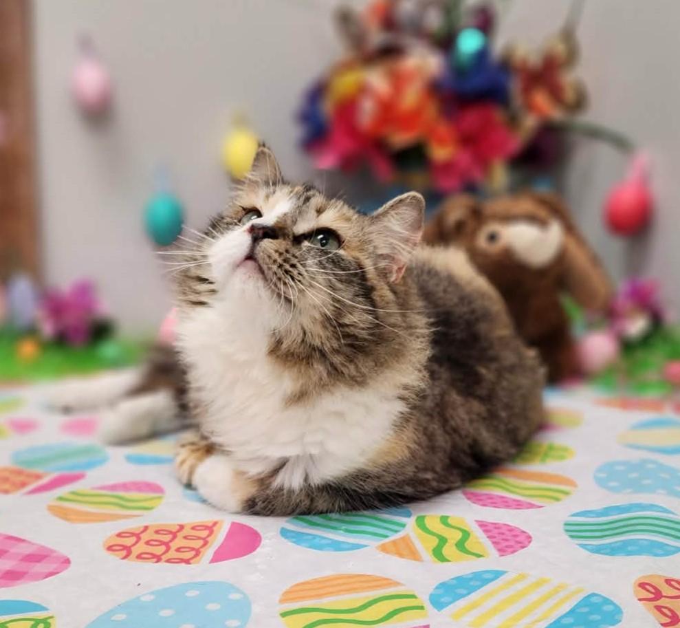 Enlarge Bee Bop, an adopted mixed breed in Wedowee, AL image 5/6