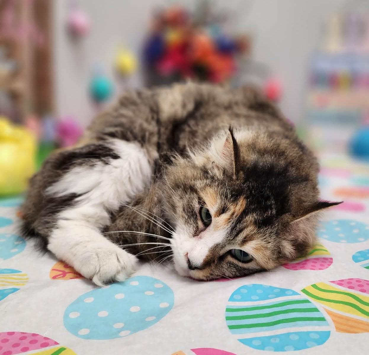 Enlarge Bee Bop, an adopted mixed breed in Wedowee, AL image 4/6