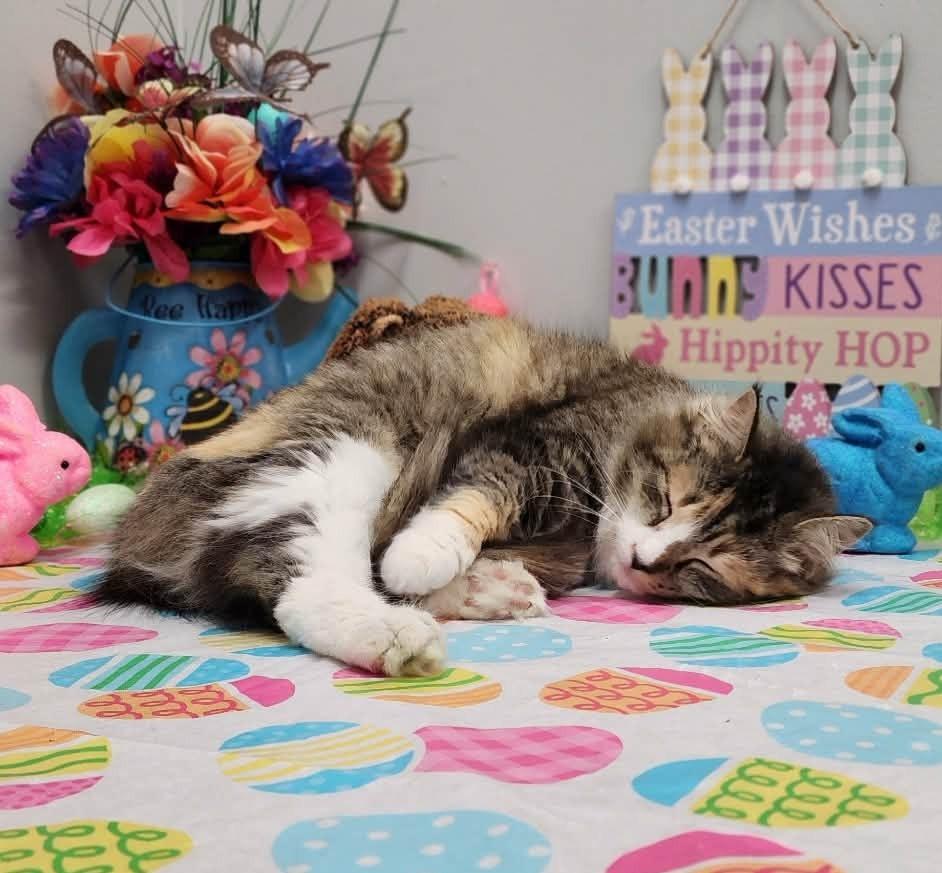 Enlarge Bee Bop, an adopted mixed breed in Wedowee, AL image 6/6