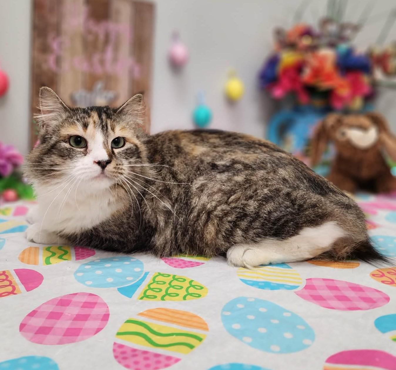 Enlarge Bee Bop, an adopted mixed breed in Wedowee, AL image 3/6