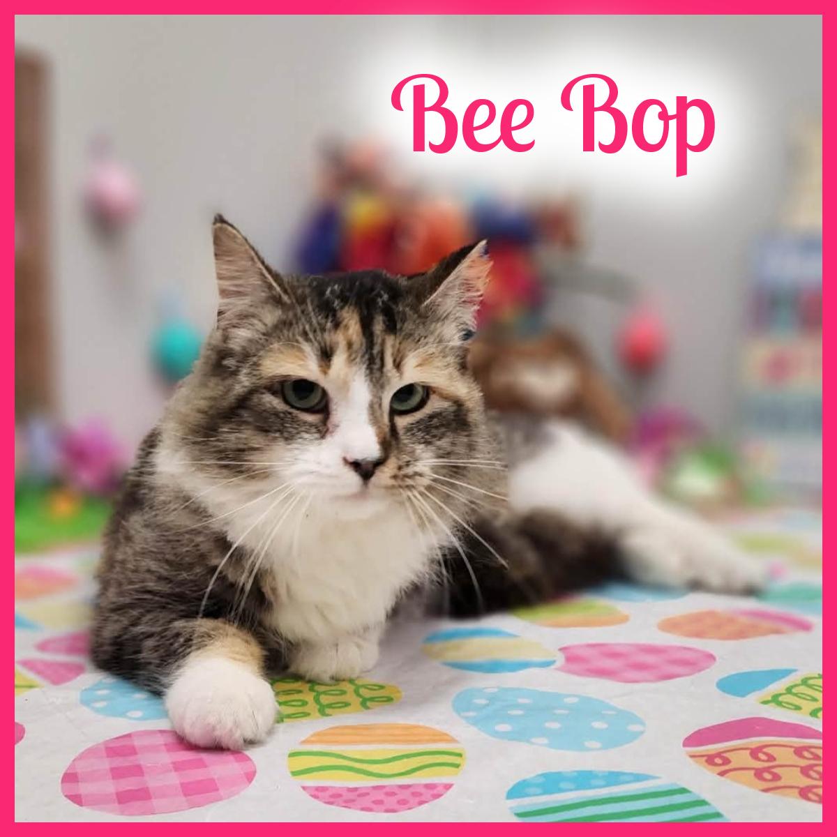 Bee Bop, adopted, Adult Female Domestic Long Hair.