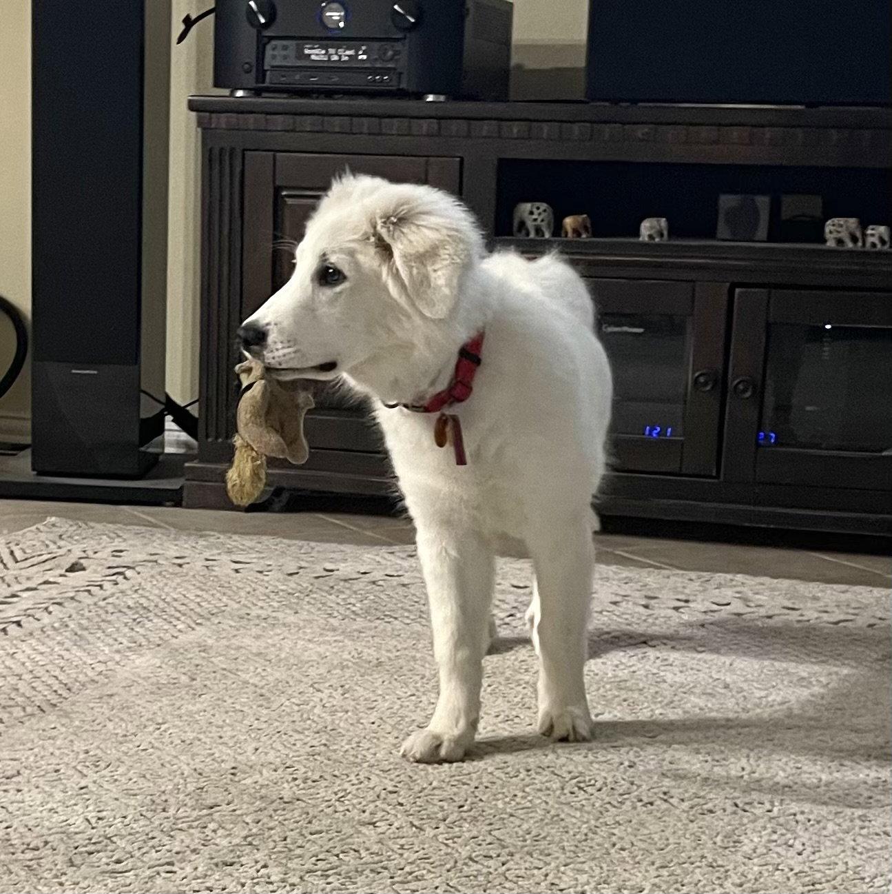 Maddie, an adopted Great Pyrenees in Spring, TX image 5/6