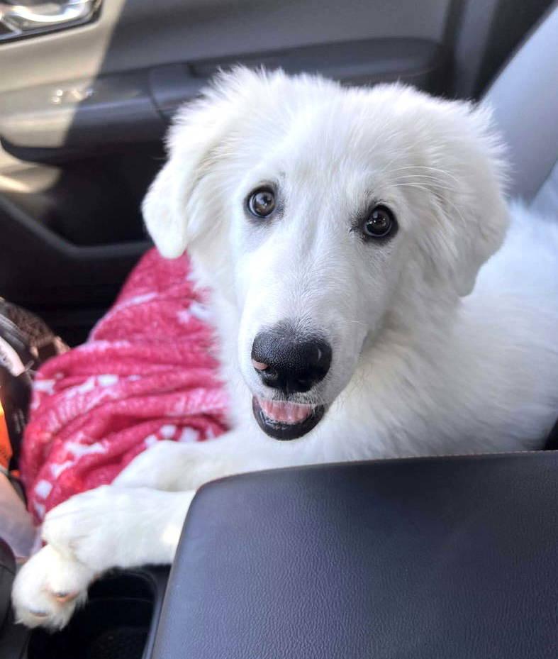Maddie, an adopted Great Pyrenees in Spring, TX image 4/6