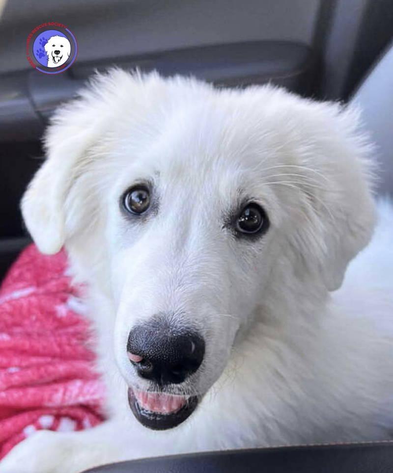 Maddie, adopted, Puppy Female Great Pyrenees.