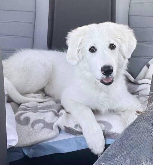 Maddie, an adopted Great Pyrenees in Spring, TX image 3/6