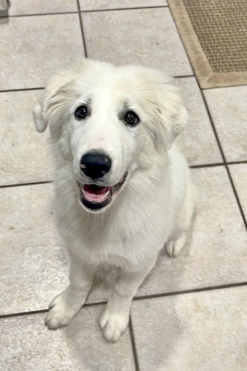 Maddie, an adopted Great Pyrenees in Spring, TX image 2/6