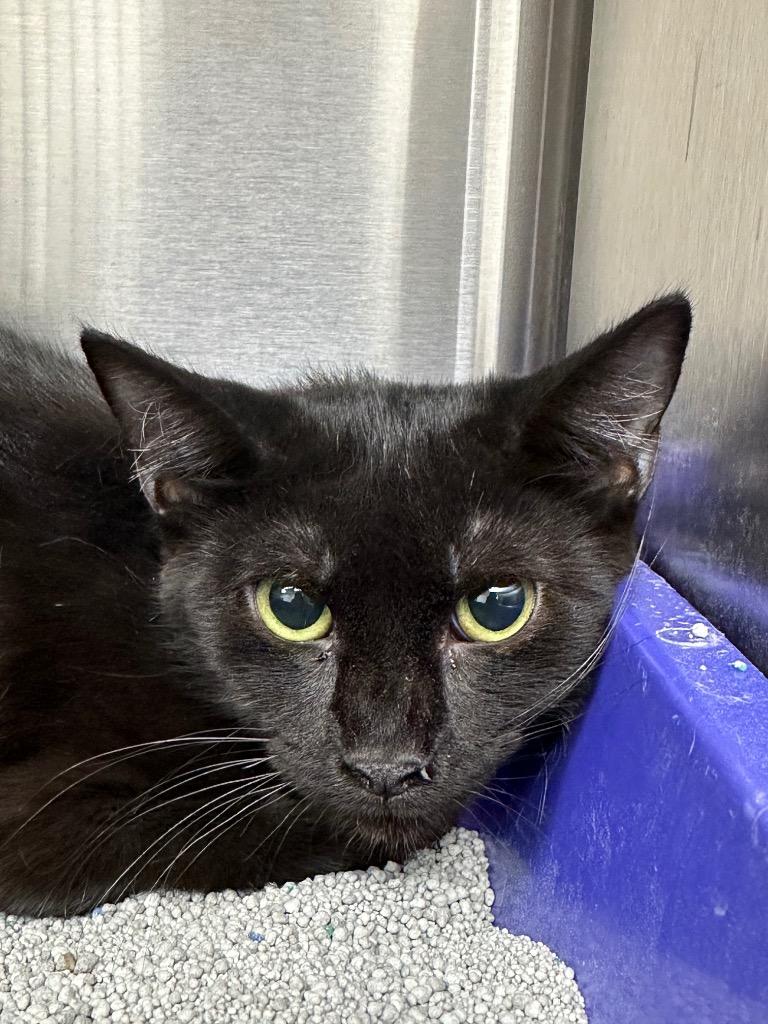 Aurora, Adoptable, Young Female Domestic Short Hair.