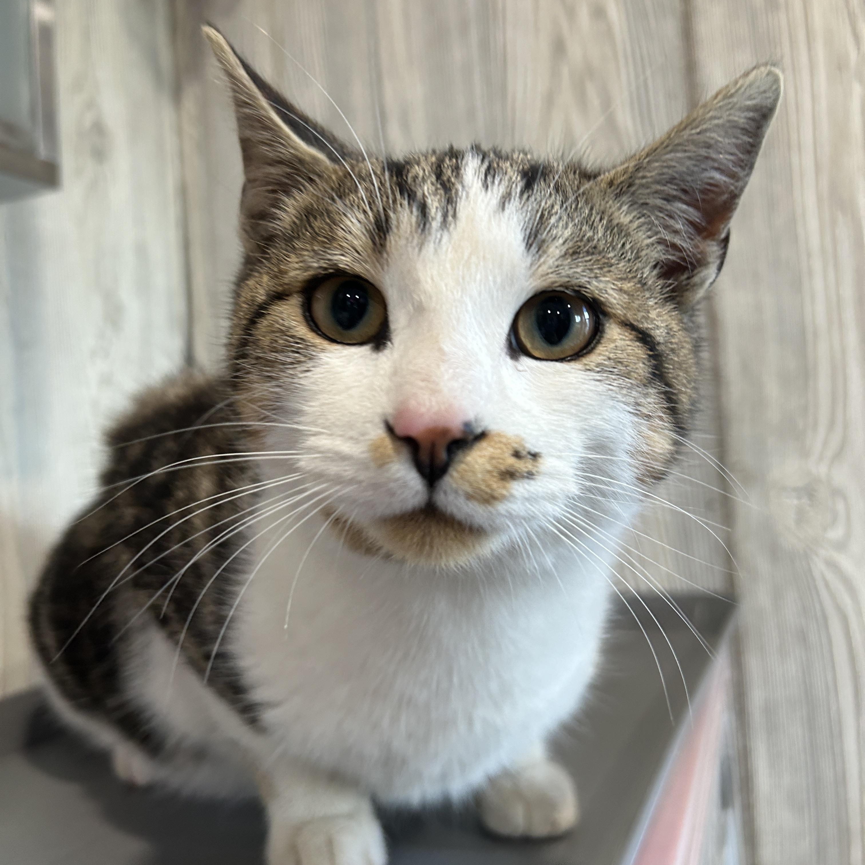 Enlarge SPORK, a ADOPTABLE Domestic Short Hair in Tillsonburg, ON image 1/1