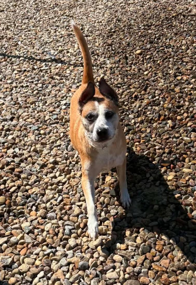Enlarge Rainbow, a Adoptable mixed breed in North Olmsted, OH image 3/4