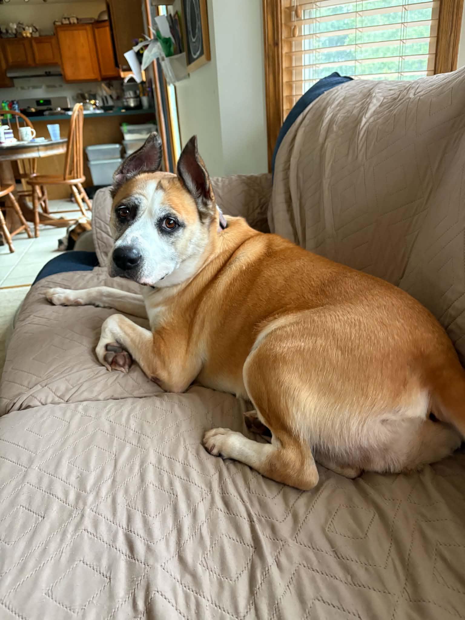 Enlarge Rainbow, a Adoptable mixed breed in North Olmsted, OH image 2/4