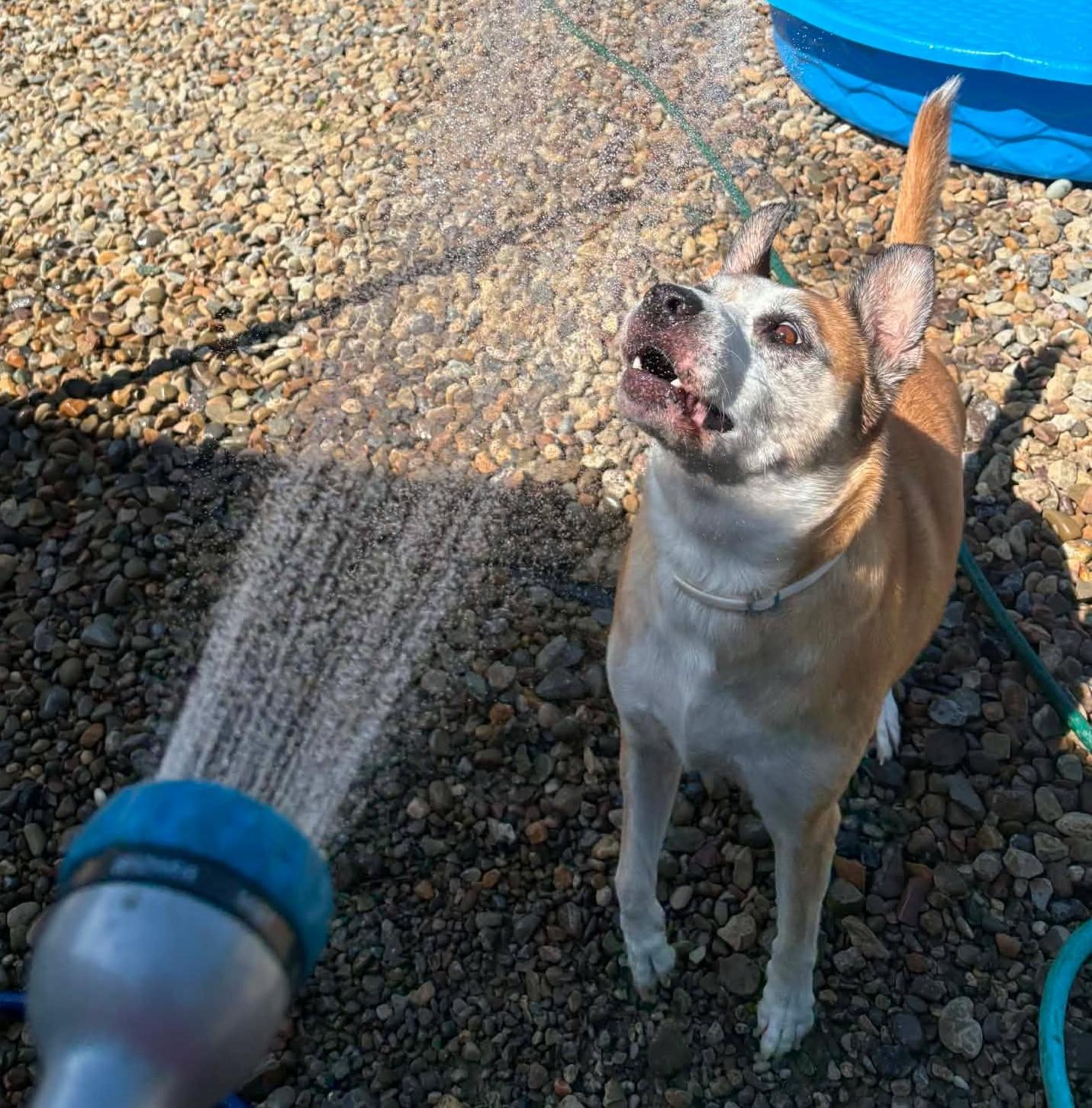 Enlarge Rainbow, a Adoptable mixed breed in North Olmsted, OH image 4/4