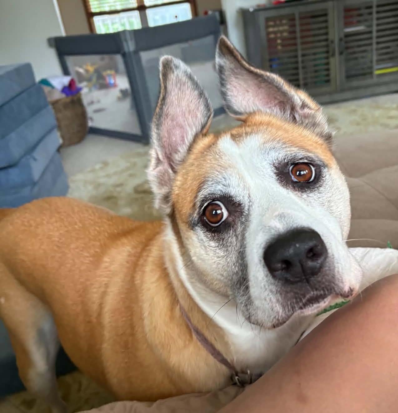 Enlarge Rainbow, a Adoptable mixed breed in North Olmsted, OH image 1/4