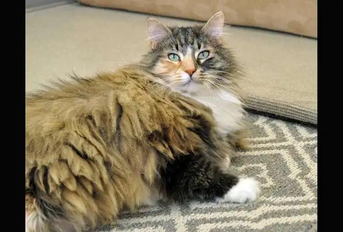 Enlarge Amber & Jade, a Adopted Domestic Medium Hair in Coupeville, WA image 1/3