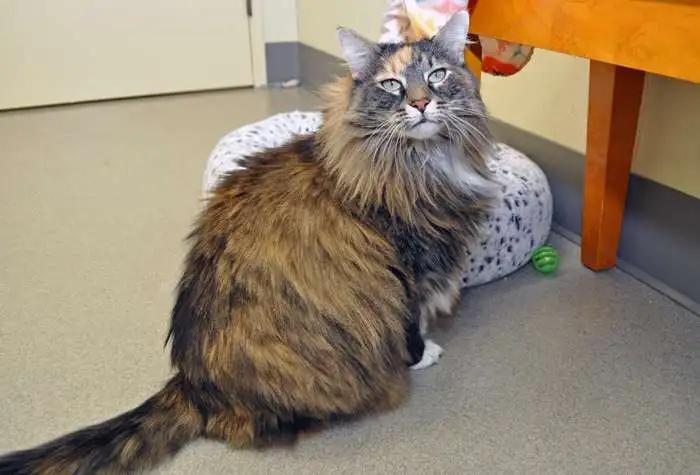 Enlarge Amber & Jade, a Adopted Domestic Medium Hair in Coupeville, WA image 2/3