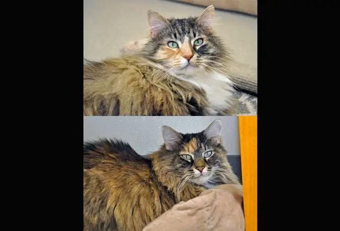 Enlarge Amber & Jade, a Adopted Domestic Medium Hair in Coupeville, WA image 3/3
