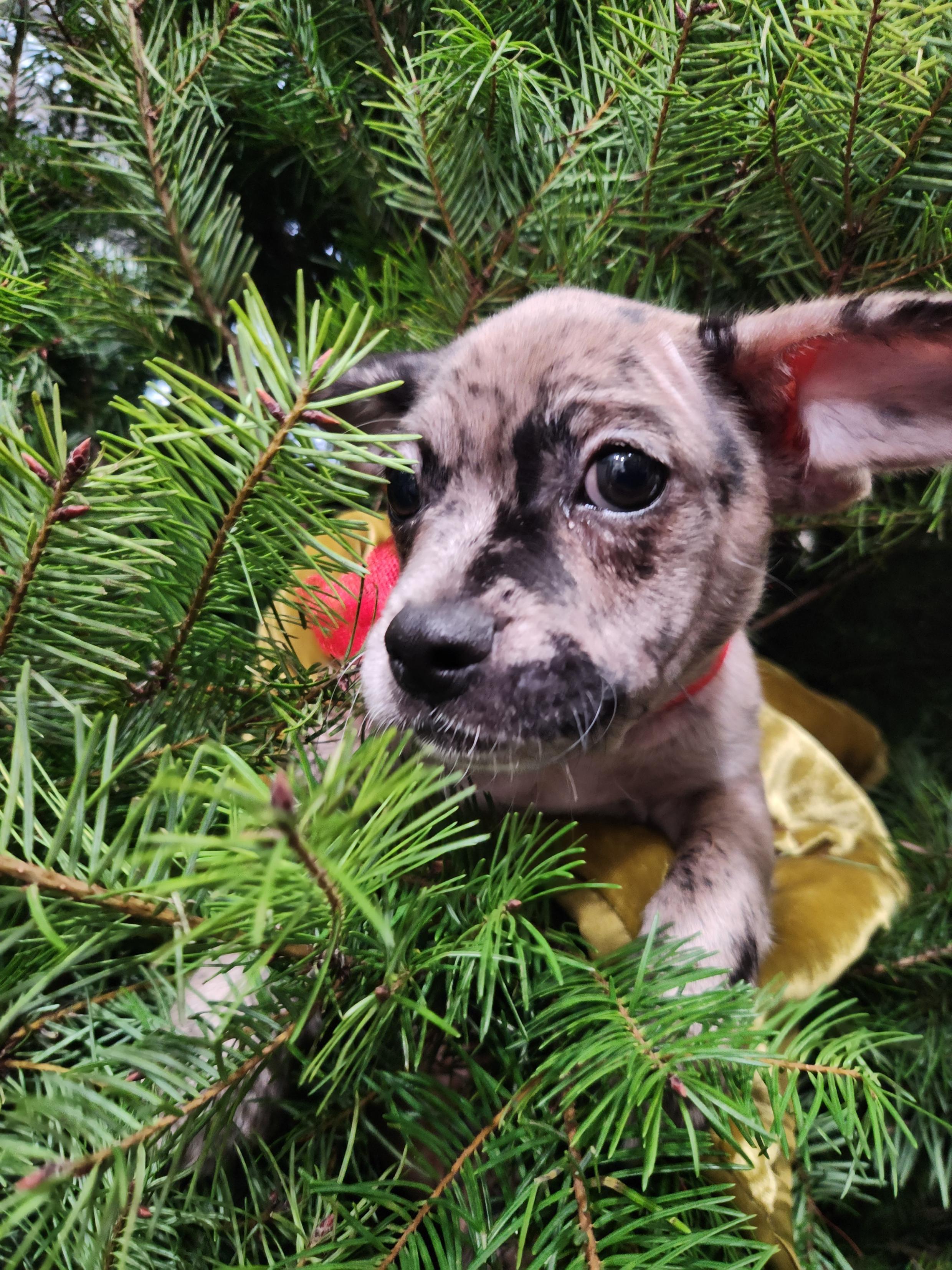 Tommy, ADOPTABLE, Puppy Male French Bulldog & Mixed Breed.