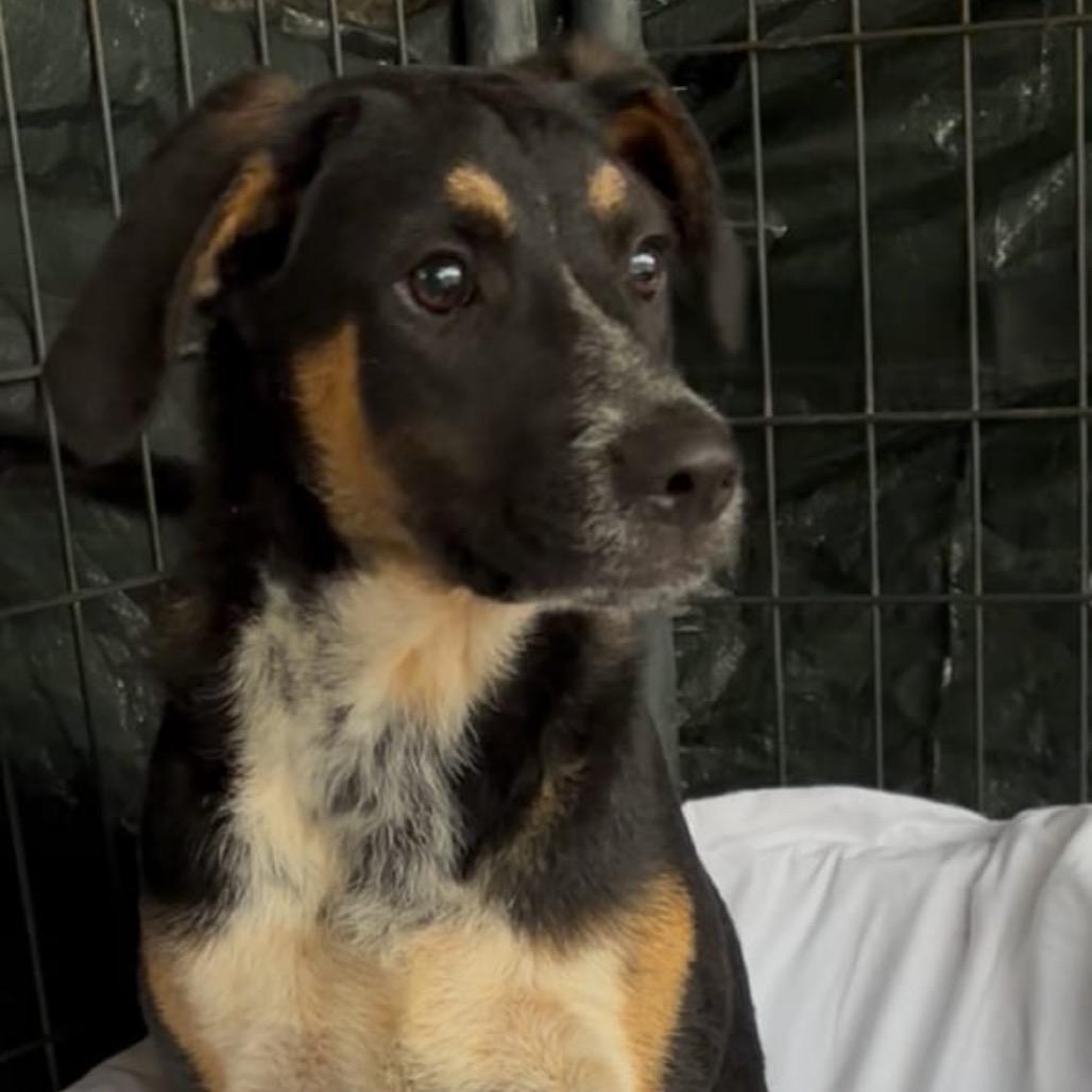 Gina, a Adoptable mixed breed in West Islip, NY image 1/4