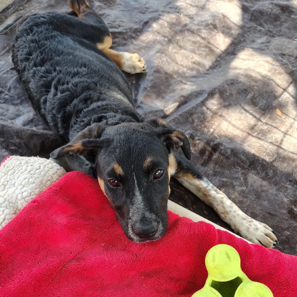 Gina, a Adoptable mixed breed in West Islip, NY image 2/4