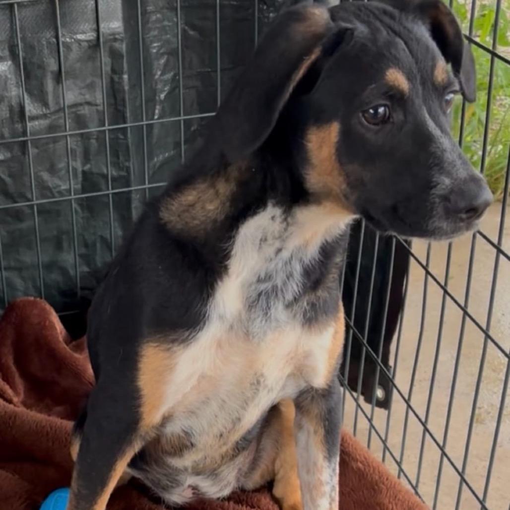 Gina, a Adoptable mixed breed in West Islip, NY image 3/4